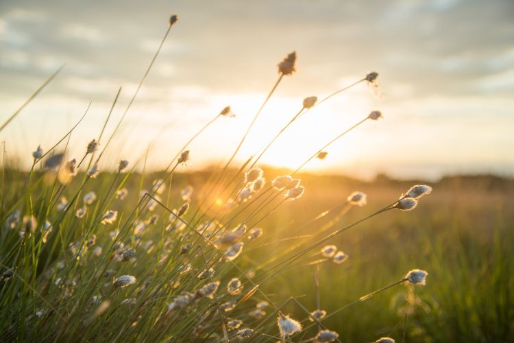 Wildflower meadow symbolising seasonal skincare and natural beauty.