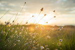 Wildflower meadow symbolising seasonal skincare and natural beauty.