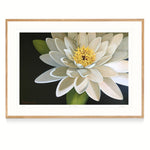 "Sacred Lotus" Limited Edition Print  (edition 25)